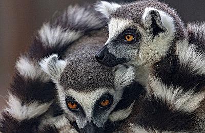 微软签署第四份10年协议 《使命召唤》将登陆更多平台